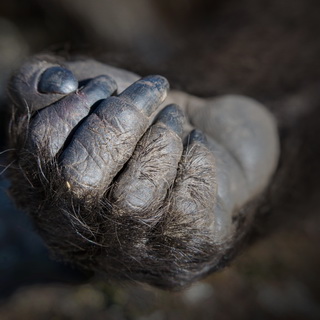Simien Mountains - Ghenek - Gelada baboon hand